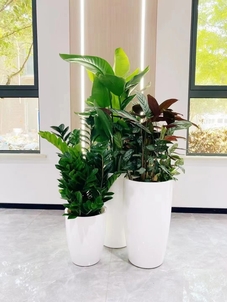 宁波余姚绿植租摆公司